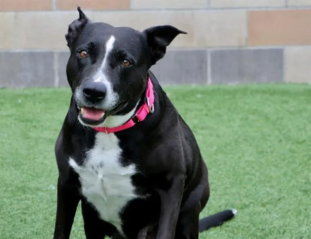 An adult medium-sized female Pit Bull Terrier dog named Arya for adoption in San Luis Obispo, CA