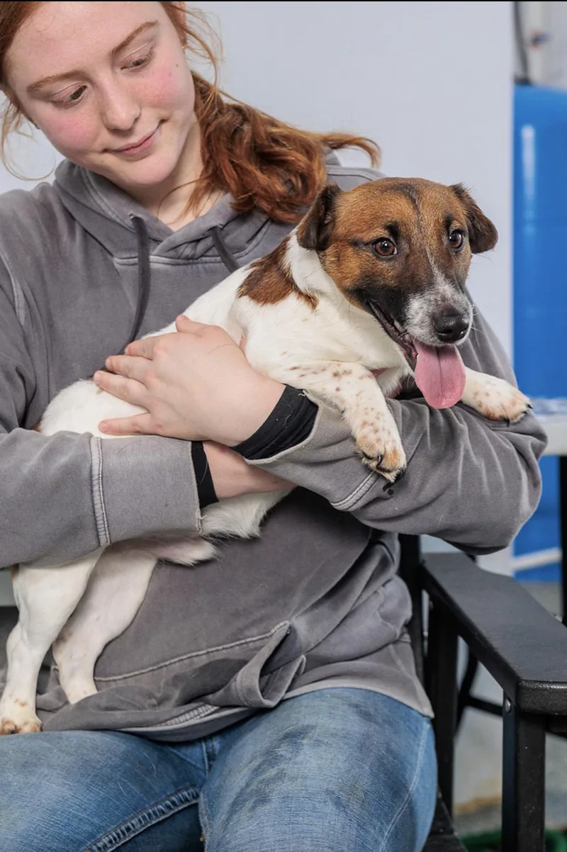 A young small-sized male White / Cream Jack Russell Terrier dog named Shuester for adoption in Chester Springs, PA