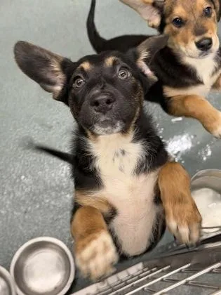 A baby small-sized female Rottweiler dog named Sandy for adoption in New Orleans, LA