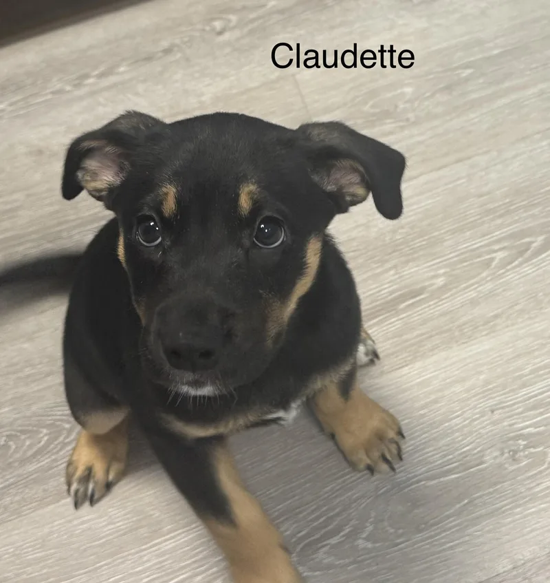 A baby medium-sized female Black Hound dog named Claudette for adoption in Ulster, PA