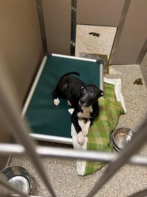 A young large-sized male Pit Bull Terrier dog named Moose for adoption in Clyde, NC