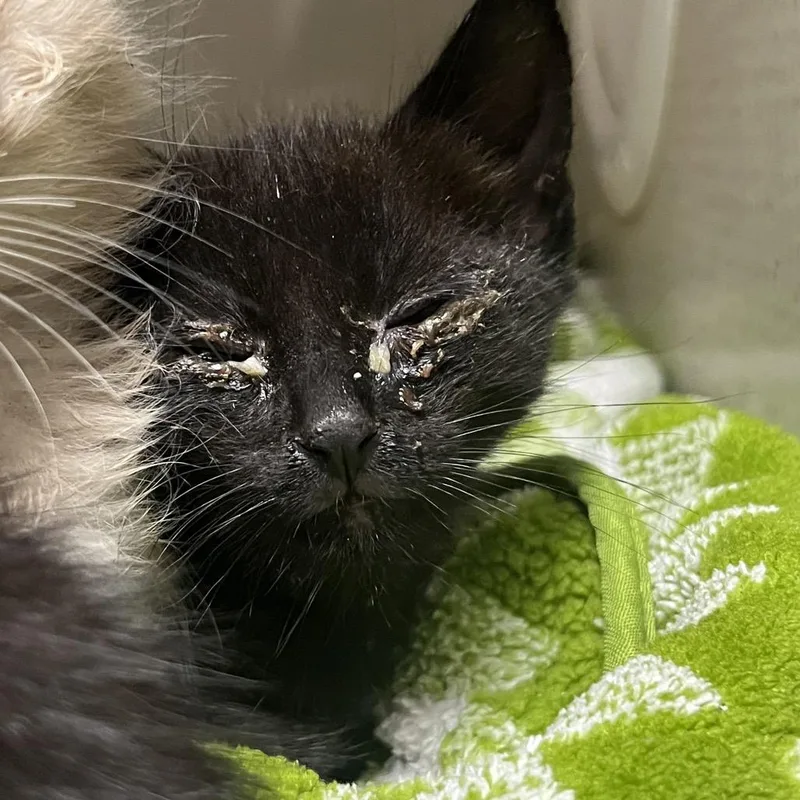 A baby small-sized male Black Domestic Short Hair cat named Tamarindo for adoption in Yuma, AZ