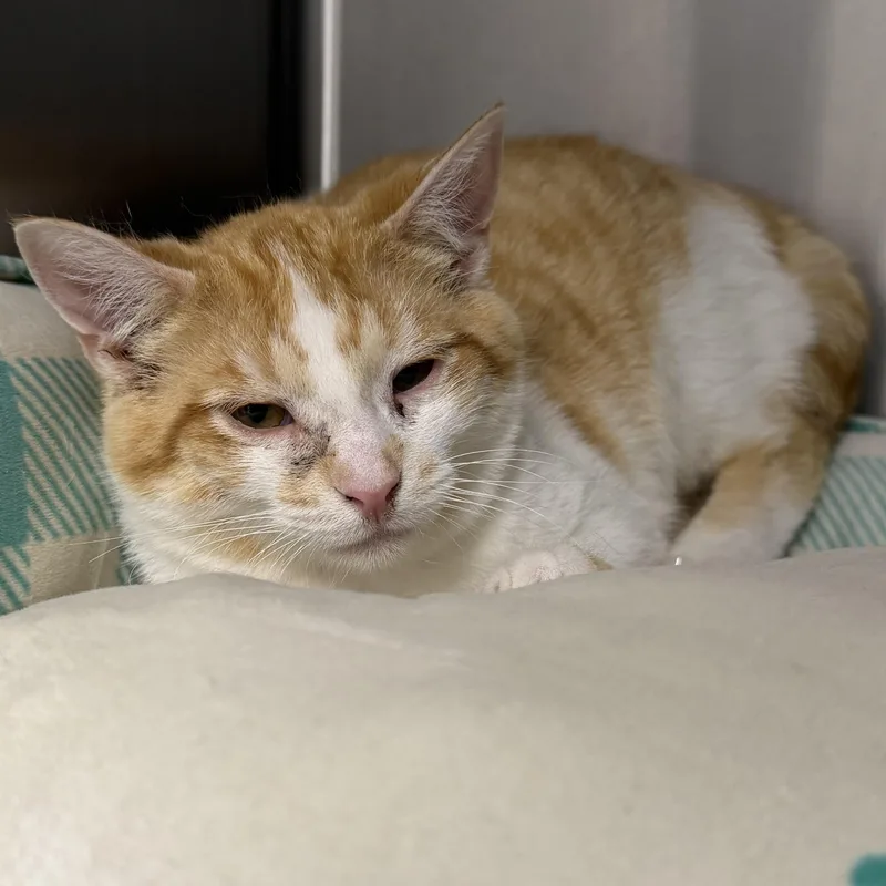 A baby small-sized male Orange & White Domestic Short Hair cat named Azul for adoption in Mount Pleasant, MI