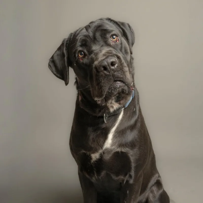 A young medium-sized male Cane Corso dog named Sirius for adoption in Richardson, TX