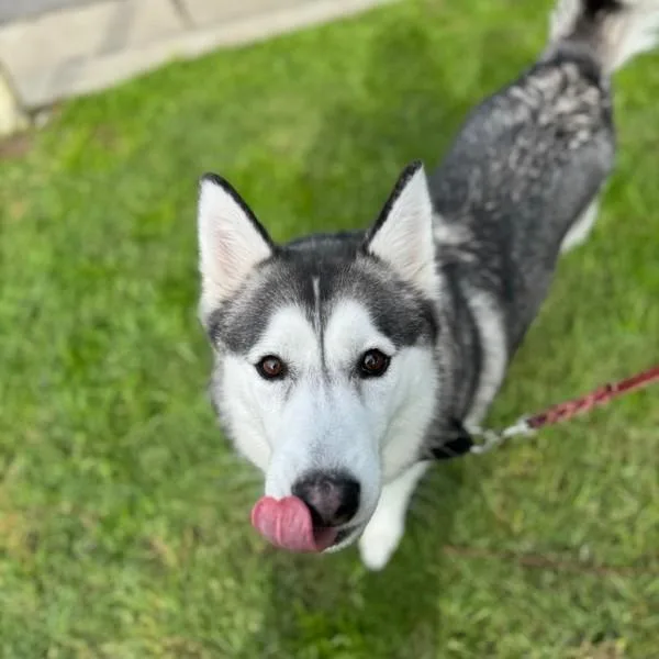 An adult medium-sized female Siberian Husky dog named Chloe for adoption in San Diego, CA