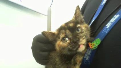 A baby small-sized female Domestic Short Hair cat named Lana for adoption in Charlotte, NC
