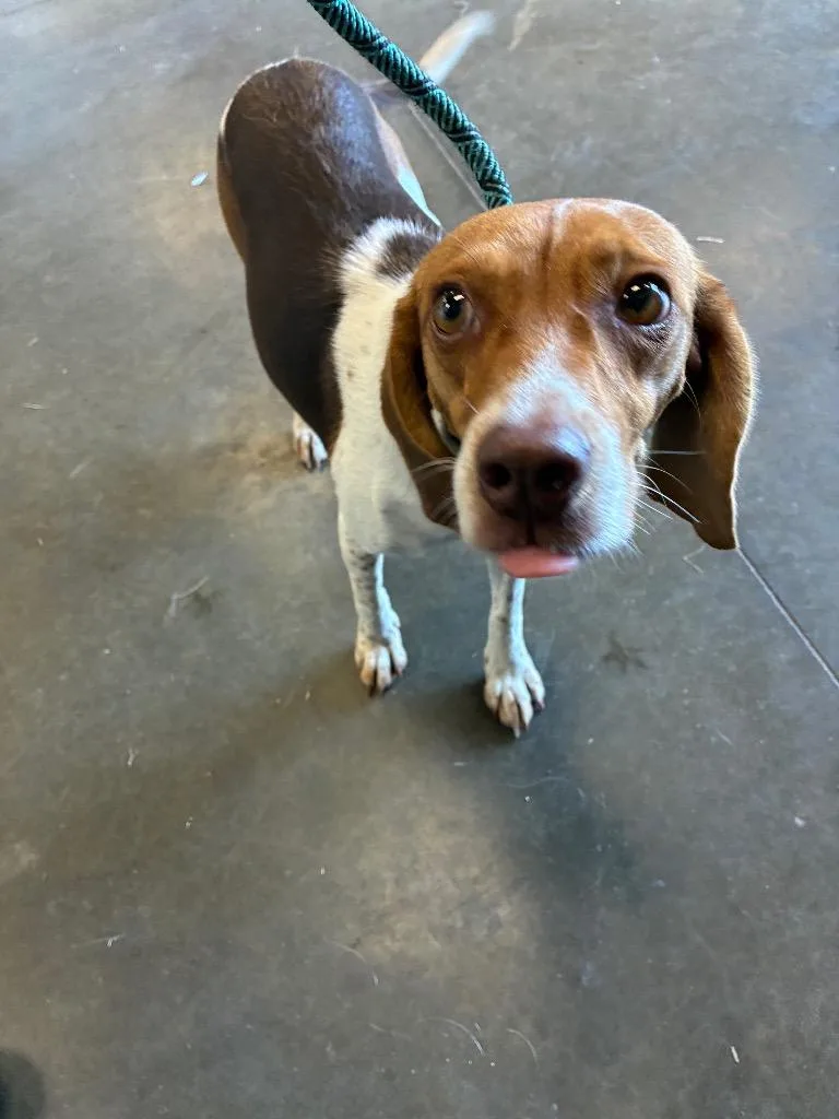 A young large-sized female Mixed Breed dog named Brinkley for adoption in Oxford, NC