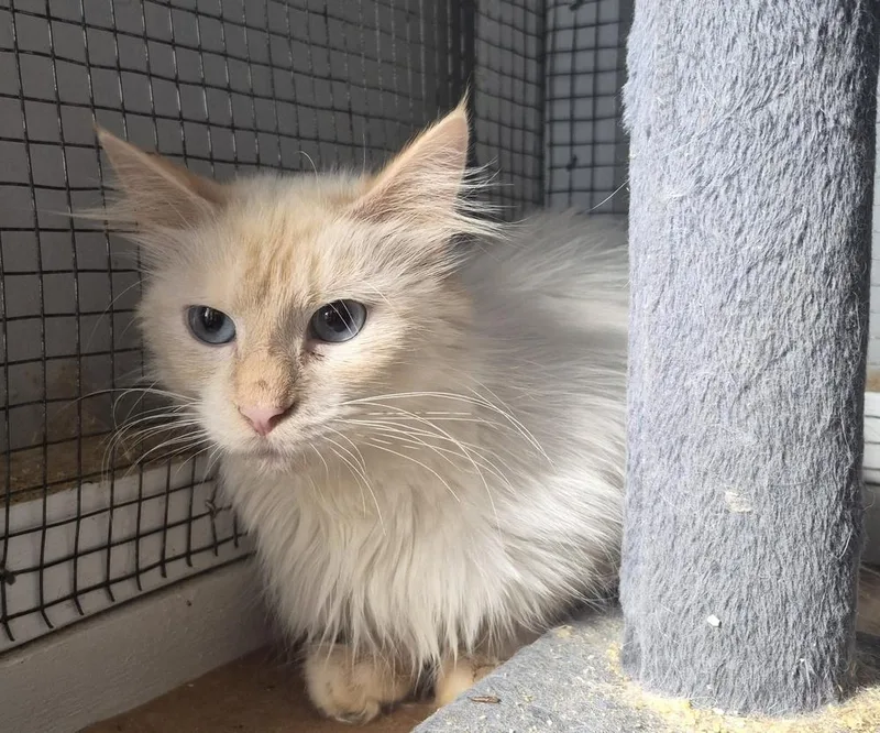An adult medium-sized female Domestic Medium Hair cat named Sophia for adoption in Salisbury, NC