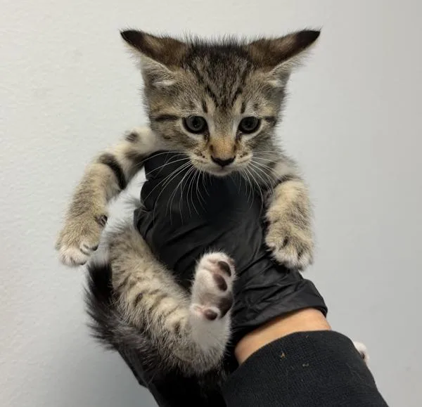 A baby small-sized female Domestic Short Hair cat named Shantal for adoption in Oceanside, CA