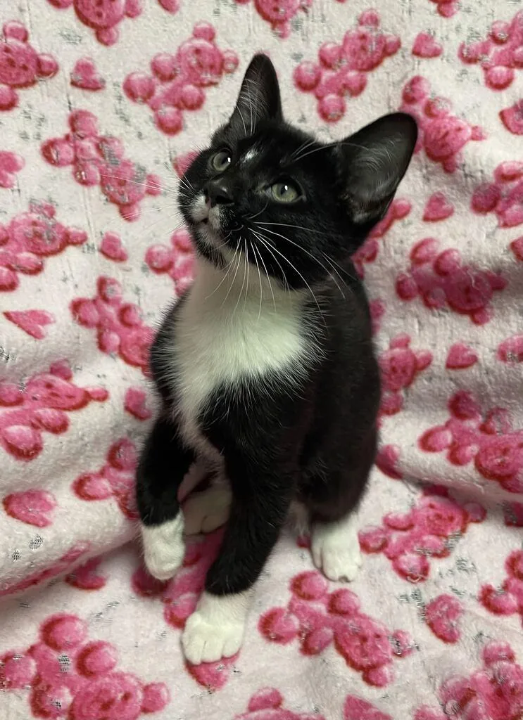 A baby small-sized male Domestic Short Hair cat named Briar for adoption in Jackson, MI