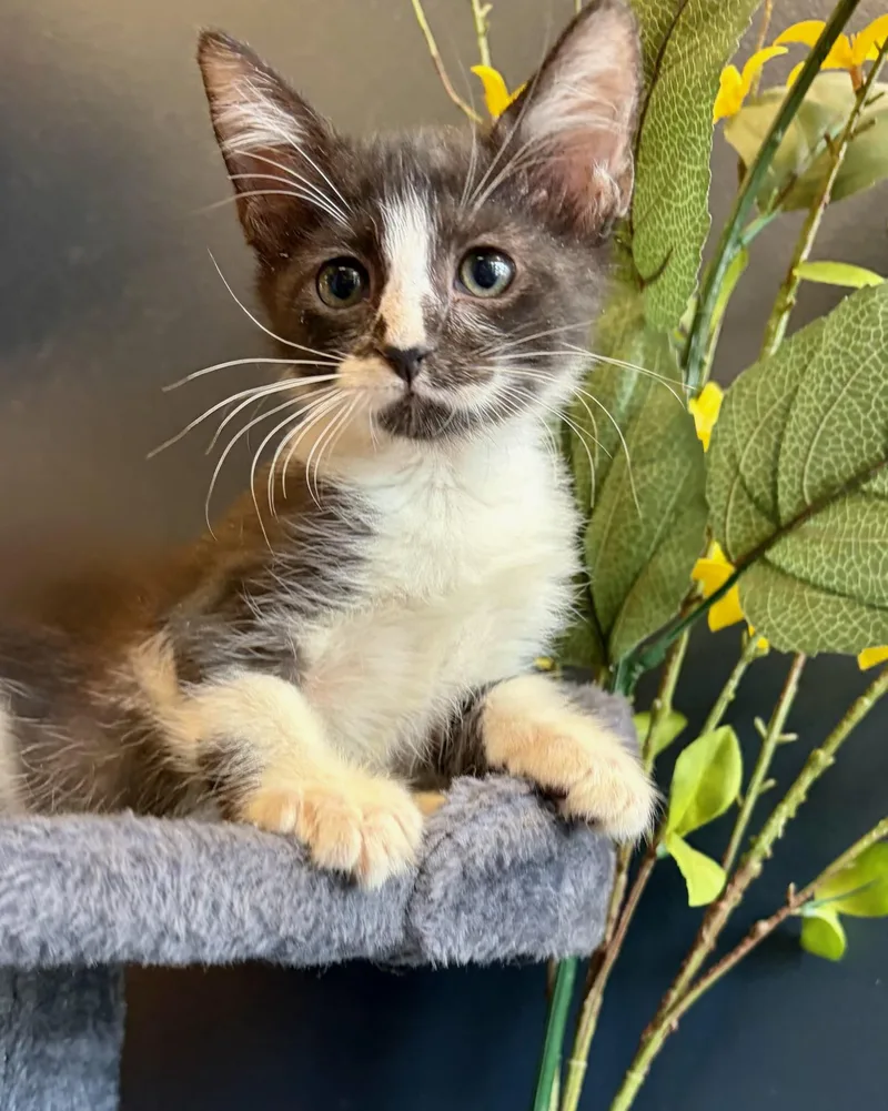 A baby small-sized male Gray & White Domestic Short Hair cat named Mr. Oakley & Miss for adoption in Boca Raton, FL