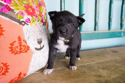 A baby small-sized female Border Collie dog named Thyme for adoption in San Antonio, TX
