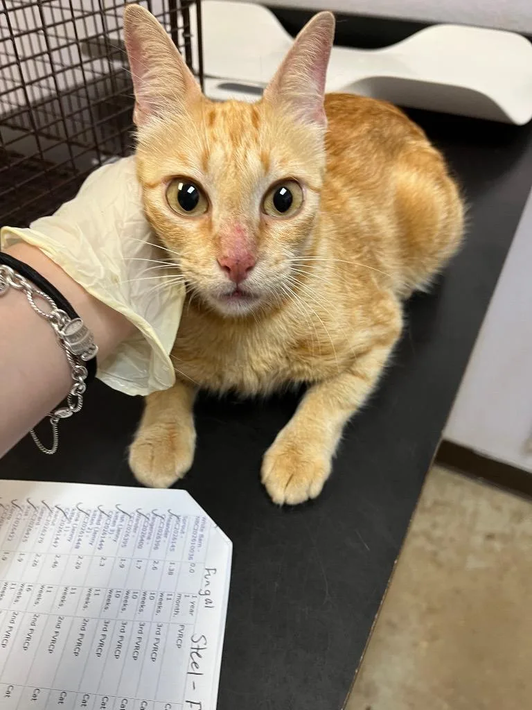 A young medium-sized female Domestic Short Hair cat named Carley for adoption in New Braunfels, TX