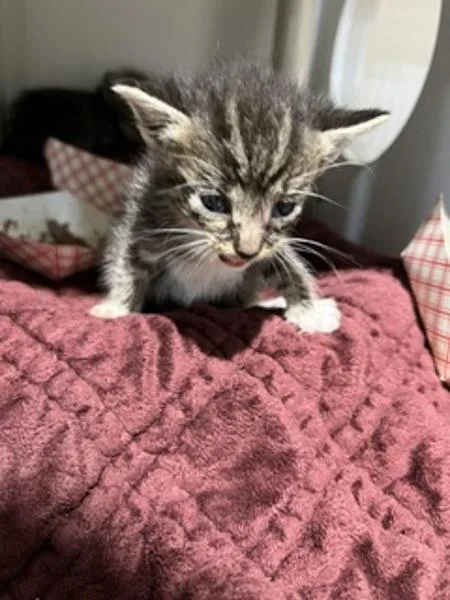 A baby small-sized female Domestic Short Hair cat named Scarlett O'Hara for adoption in San Diego, CA