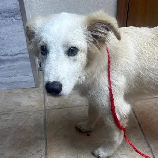 A baby large-sized male White / Cream Great Pyrenees dog named Ghost for adoption in Collinsville , OK