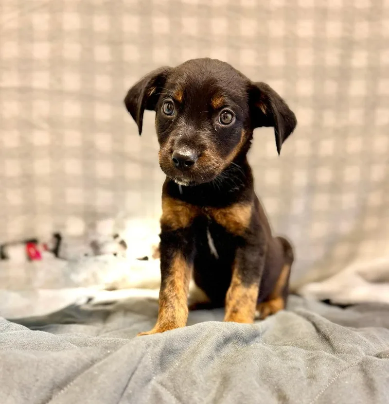 A baby small-sized male Mixed Breed dog named Halley for adoption in Ellijay, GA
