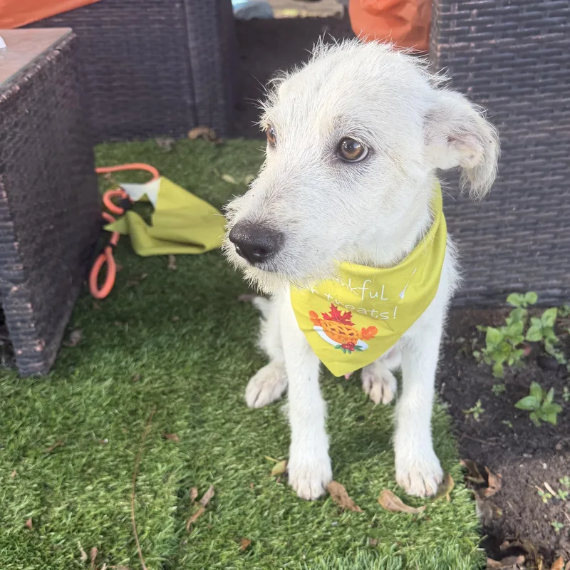 A young small-sized male Cairn Terrier dog named Toyo for adoption in Louise, TX