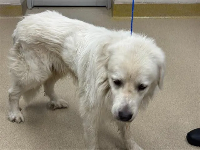 An adult large-sized male Great Pyrenees dog named Winslow for adoption in Grand Prairie, TX