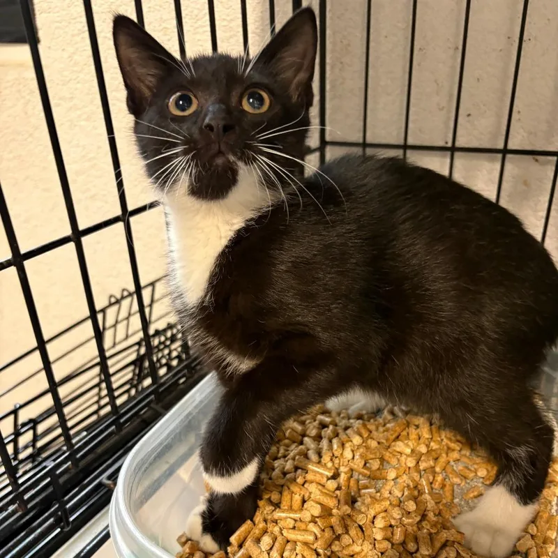 A baby small-sized male Black Domestic Short Hair cat named Fritz for adoption in Jupiter, FL