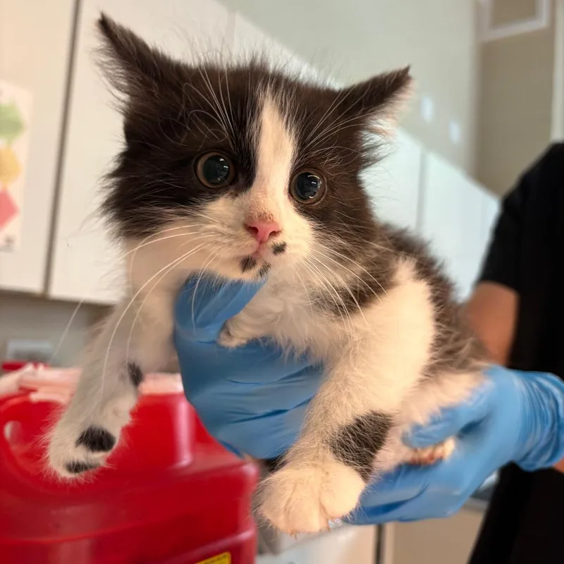 A baby small-sized female Black Domestic Medium Hair cat named Parmida for adoption in Huntington, WV