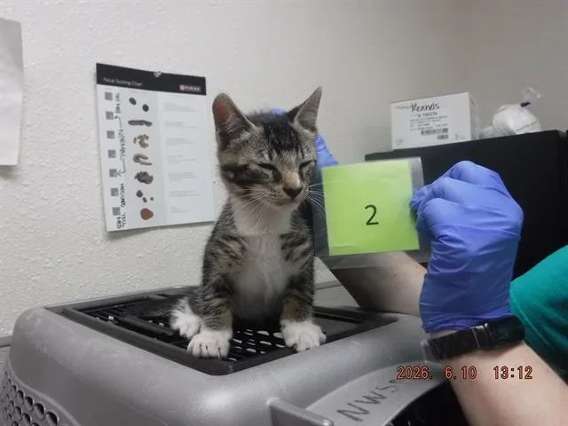 A baby small-sized male Domestic Short Hair cat named Taz for adoption in Oroville, CA
