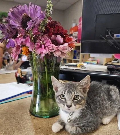 A baby small-sized male Domestic Short Hair cat named Whimsy $ for adoption in Seneca, SC