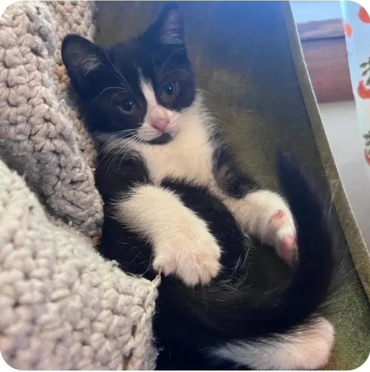 A baby medium-sized female Black & White / Tuxedo Tuxedo cat named Claudia for adoption in Reeseville, WI