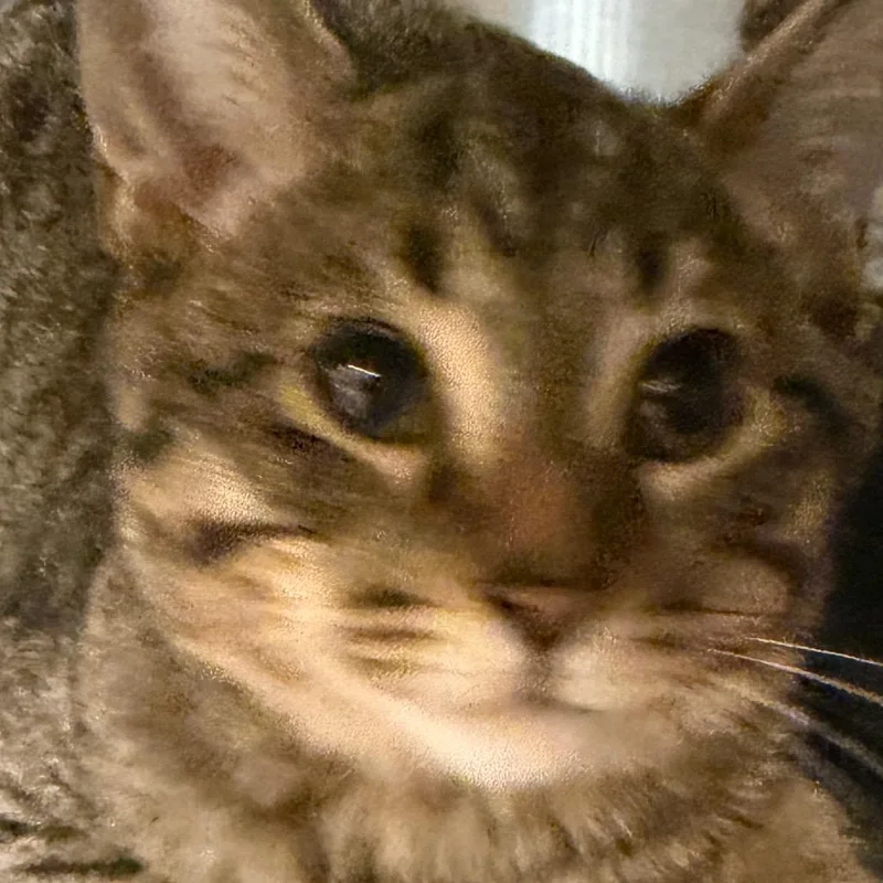 A baby small-sized male Gray / Blue / Silver Domestic Short Hair cat named Buddy for adoption in Jacksonville, FL