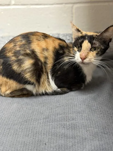 A young medium-sized female Domestic Short Hair cat named Eileen for adoption in Naples, FL