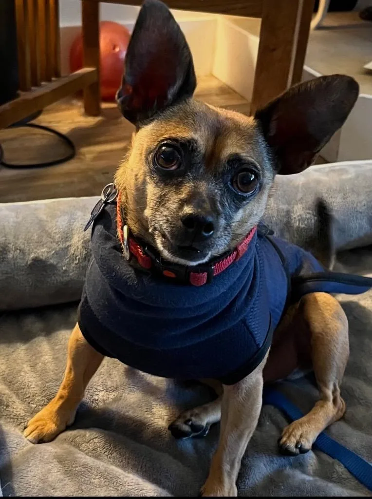 An adult small-sized male Yellow / Tan / Blond / Fawn Pug dog named Pippin for adoption in Shingle Springs, CA