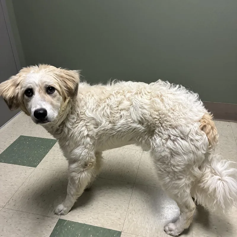 A young medium-sized female White / Cream Mixed Breed dog named Delilah for adoption in Windsor, VA