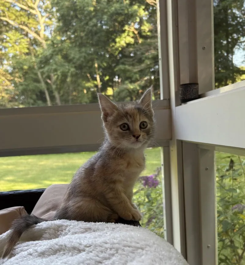 A baby small-sized female Domestic Short Hair cat named Lilla for adoption in Meriden, CT