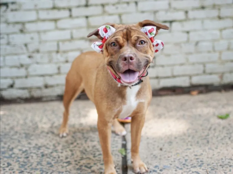 A young medium-sized female Pit Bull Terrier dog named Peach Pit for adoption in New York, NY