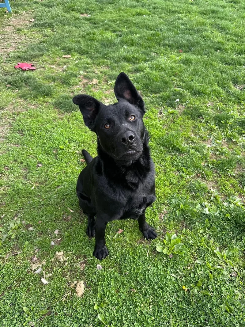 A young large-sized male Black Shepherd dog named Bruce Lee for adoption in Myerstown, PA