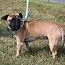 Pugsley