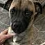 Pugsley thumbnail 2