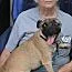 Pugsley thumbnail 3