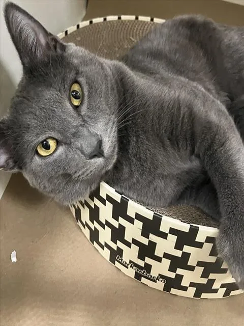 Manolo
