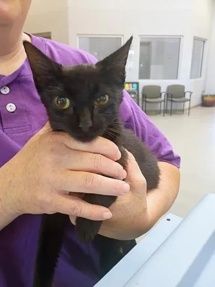 An adult small-sized female Domestic Short Hair cat named Juicebox for adoption in Beatrice, NE