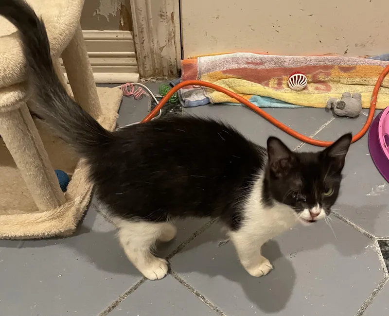 Charlie Sportofino Petsmart thumbnail 2