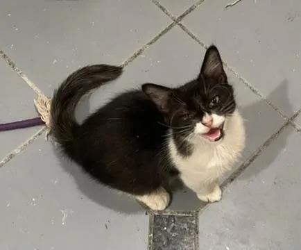 Charlie Sportofino Petsmart