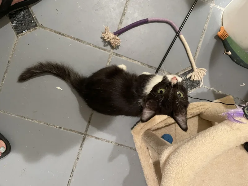 Charlie Sportofino Petsmart thumbnail 3