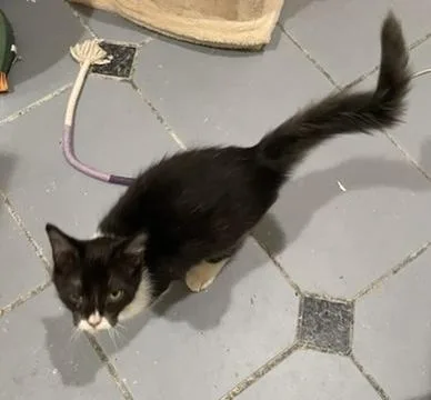 Charlie Sportofino Petsmart thumbnail 4