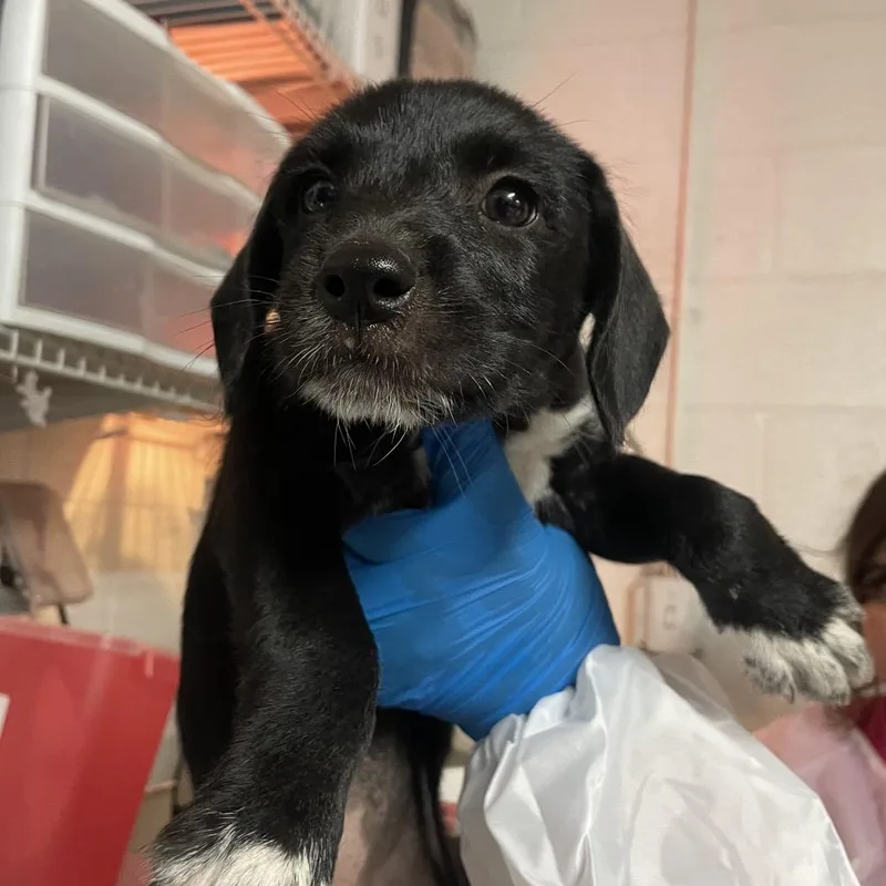 A baby medium-sized female Black Mixed Breed dog named Koopa for adoption in Edinburg, TX