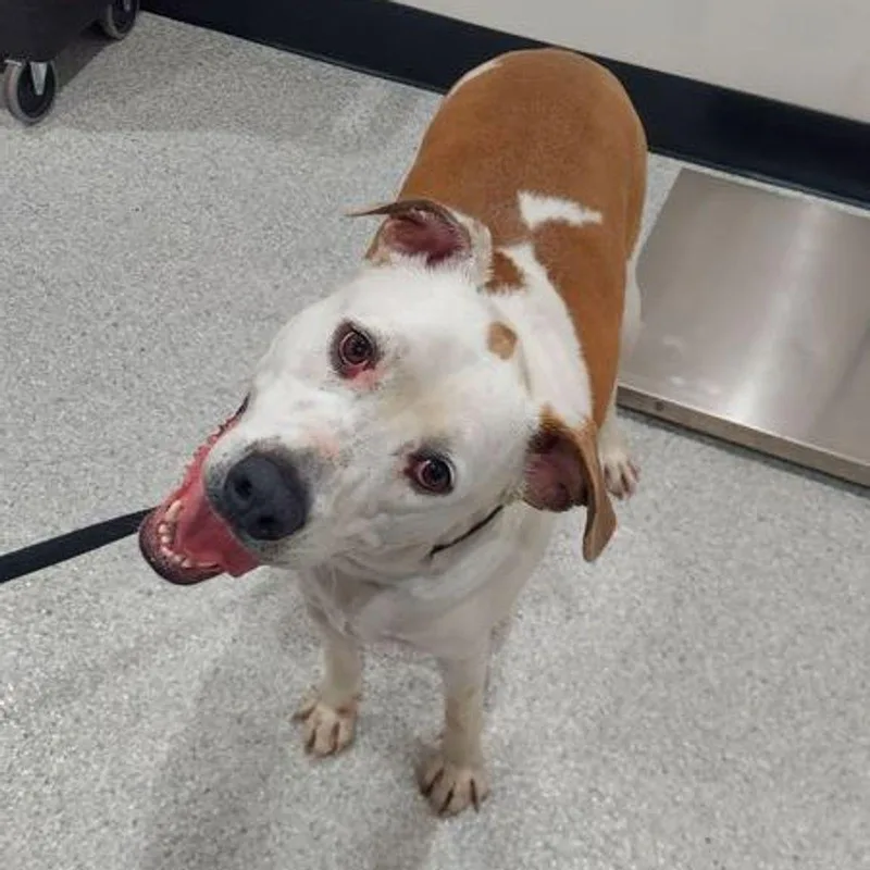 An adult large-sized male Yellow / Tan / Blond / Fawn Pit Bull Terrier dog named Bill for adoption in Lake Havasu City, AZ