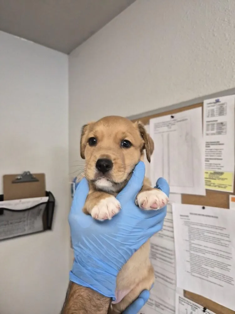 A baby large-sized male Australian Shepherd dog named Kenmore for adoption in Bolivar, MO