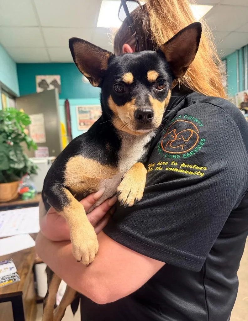 A young medium-sized female Chihuahua dog named Camellia Sackville for adoption in Rockport, TX