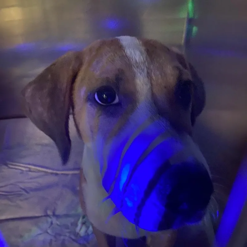 A baby medium-sized male Yellow / Tan / Blond / Fawn Mixed Breed dog named Doordash for adoption in Charleston, WV