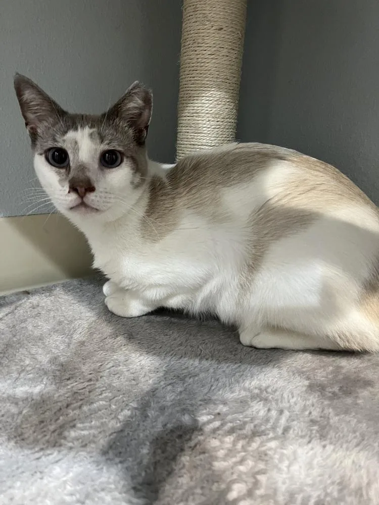 A young small-sized male Siamese cat named Sammy Bo Bammy for adoption in Brandon, FL