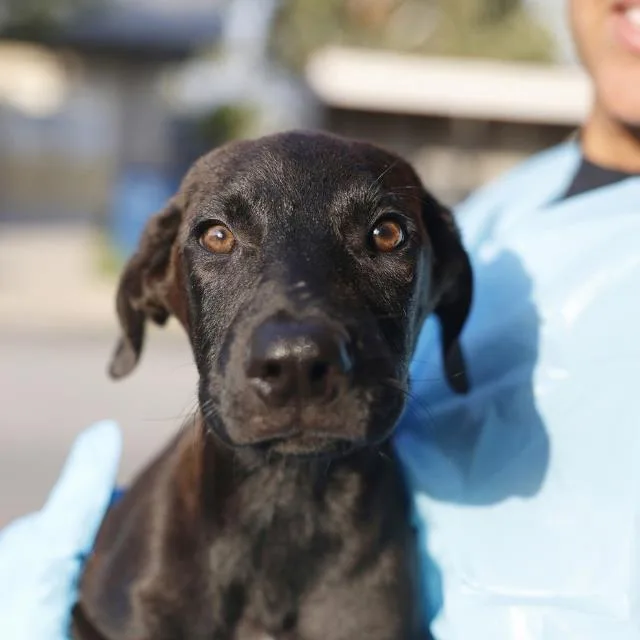 A baby medium-sized female American Staffordshire Terrier dog named Ariana for adoption in San Antonio, TX
